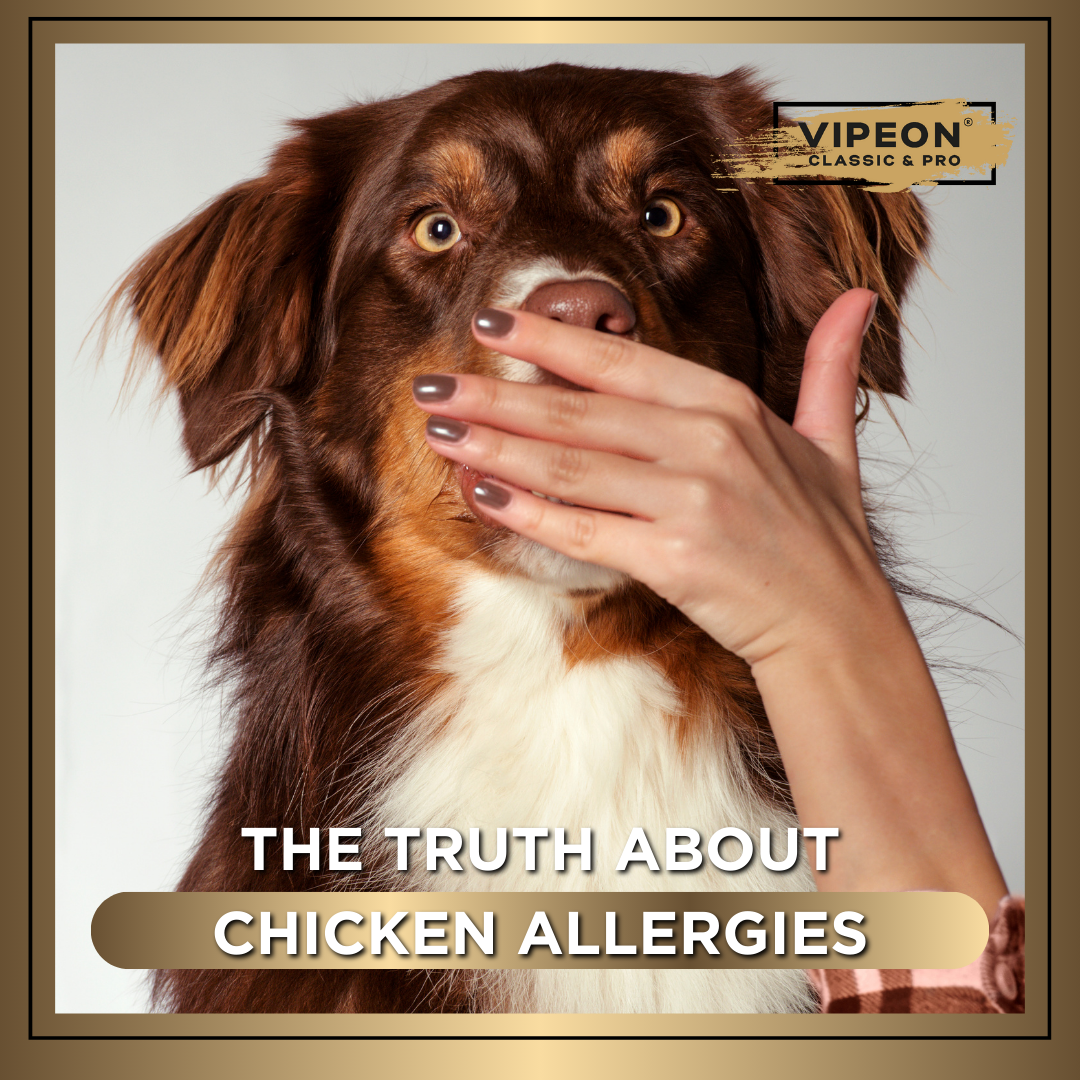 The Truth About Chicken Allergies