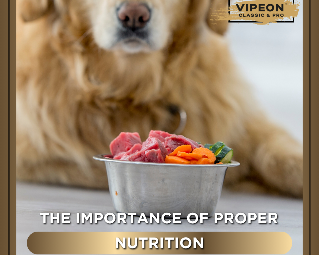The importance of proper nutrition. Eating dog