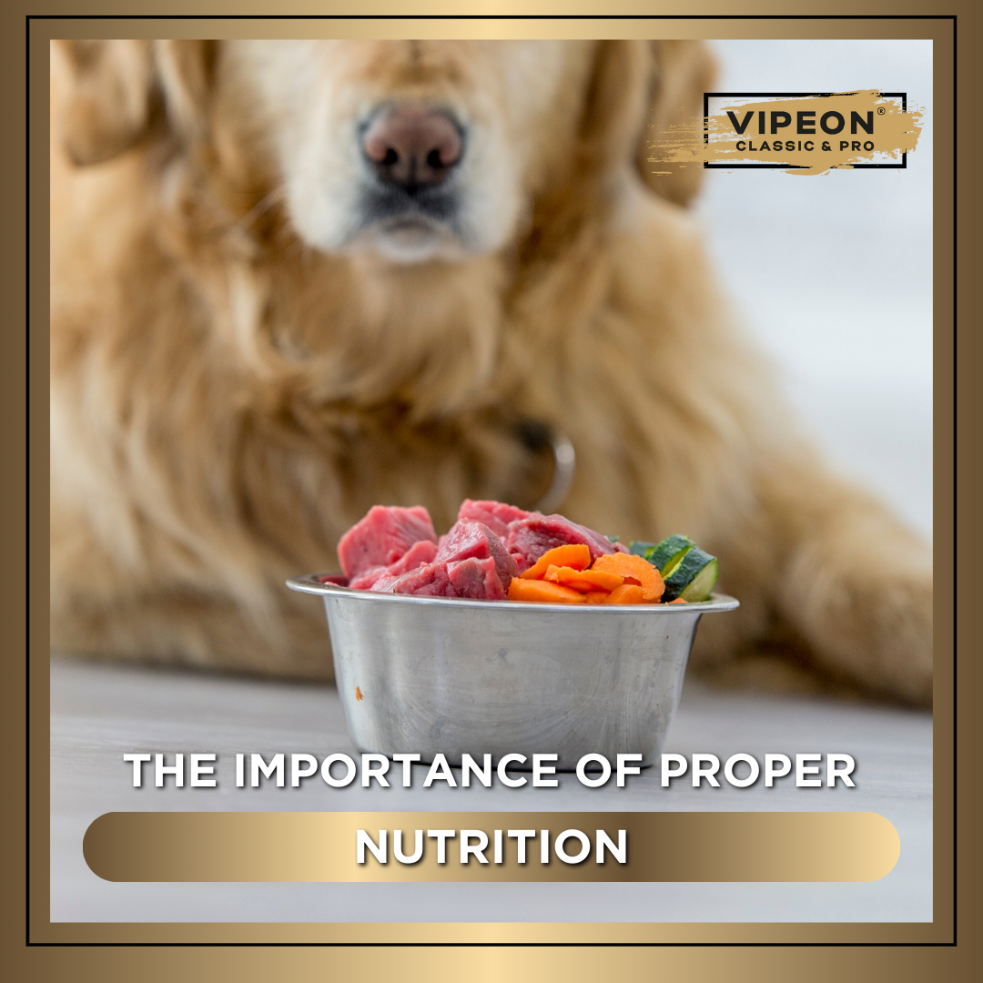 The importance of proper nutrition. Eating dog